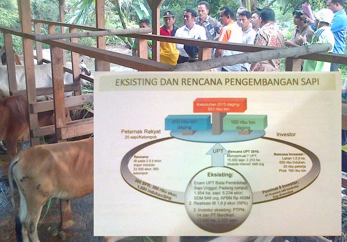 500 Sentra Peternakan Rakyat Dukung UPT Pembibitan Sapi Unggul